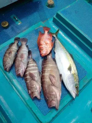 2023年4月20日の釣果・お知らせの写真 1