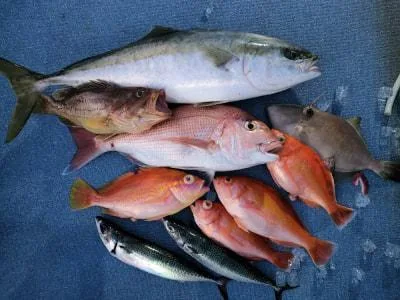 2023年3月3日の釣果・お知らせの写真 3