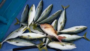 2016年12月4日の釣果・お知らせの写真 4