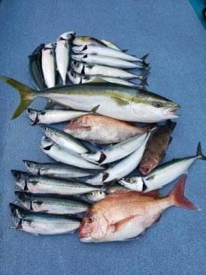 2021年12月7日の釣果・お知らせの写真