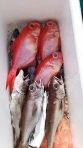 2018年2月8日の釣果・お知らせの写真