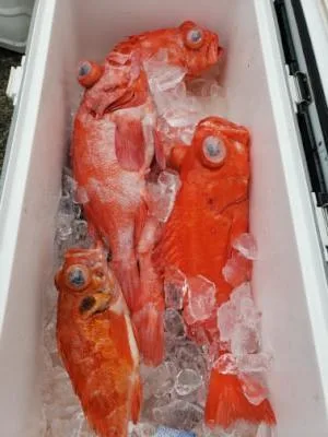 2021年6月6日の釣果・お知らせの写真 7