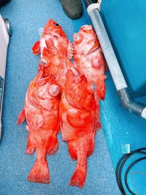 2025年1月19日の釣果・お知らせの写真 3