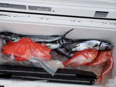 2019年2月24日の釣果・お知らせの写真 5