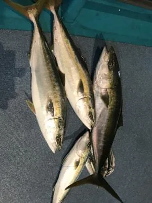 2018年7月22日の釣果・お知らせの写真 8