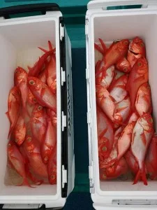 2017年7月1日の釣果・お知らせの写真 2