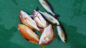 2016年1月17日の釣果・お知らせの写真 7
