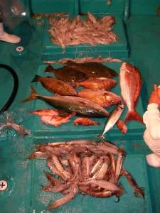 2008年6月27日の釣果・お知らせの写真 8