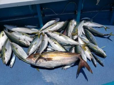 2022年6月4日の釣果・お知らせの写真 8
