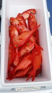 2017年7月4日の釣果・お知らせの写真 5