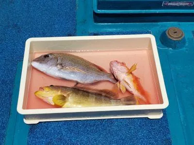 2019年8月7日の釣果・お知らせの写真 2