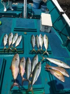 2016年5月23日の釣果・お知らせの写真 7