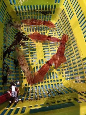 2024年6月6日の釣果・お知らせの写真 3