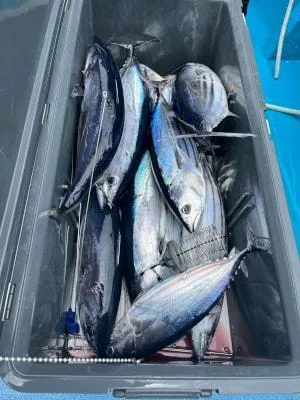 2022年7月18日の釣果・お知らせの写真 8