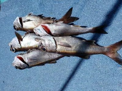 2019年9月1日の釣果・お知らせの写真 3