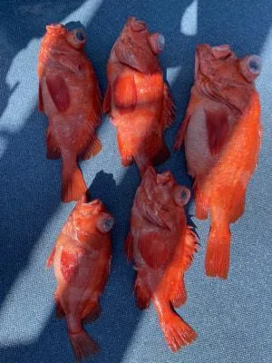 2021年10月3日の釣果・お知らせの写真 6