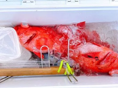2025年3月21日の釣果・お知らせの写真 2