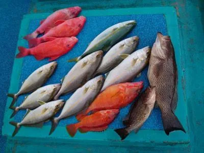 2021年8月21日の釣果・お知らせの写真 2