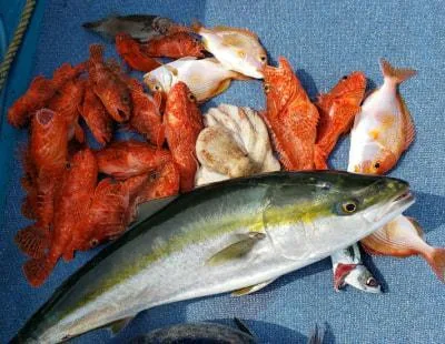 2019年6月23日の釣果・お知らせの写真 4