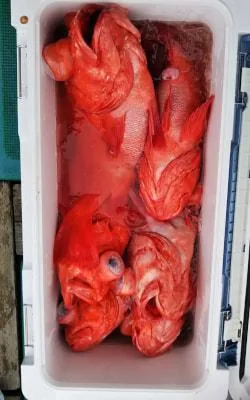 2019年6月18日の釣果・お知らせの写真 7
