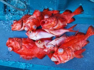 2023年10月21日の釣果・お知らせの写真 4
