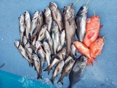 2021年7月15日の釣果・お知らせの写真 8