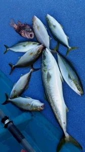 2016年10月18日の釣果・お知らせの写真 6