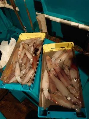 2023年7月25日の釣果・お知らせの写真 10