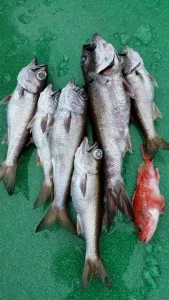 2016年1月11日の釣果・お知らせの写真