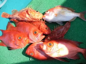2012年1月29日の釣果・お知らせの写真 3