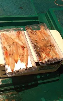 2020年8月12日の釣果・お知らせの写真 4