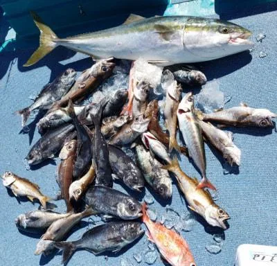2019年10月9日の釣果・お知らせの写真