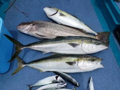 2021年5月29日の釣果・お知らせの写真