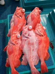 2017年6月1日の釣果・お知らせの写真 3