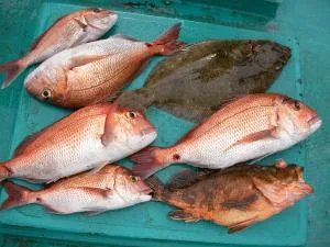 2008年7月6日の釣果・お知らせの写真 3
