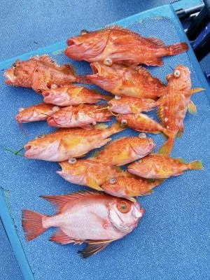 2024年2月18日の釣果・お知らせの写真 3