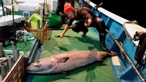 2015年11月7日の釣果・お知らせの写真 2