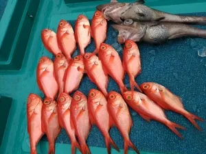 2017年5月16日の釣果・お知らせの写真 5