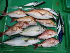 2006年11月11日の釣果・お知らせの写真 3