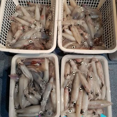 2019年7月2日の釣果・お知らせの写真 5
