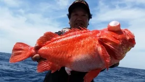 2017年5月2日の釣果・お知らせの写真 5