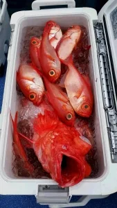 2017年5月25日の釣果・お知らせの写真 4