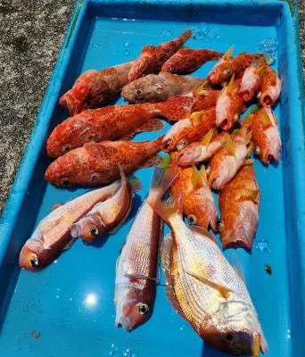 2024年6月5日の釣果・お知らせの写真 2