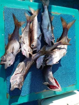 2022年12月30日の釣果・お知らせの写真 7