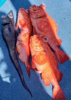 2021年10月3日の釣果・お知らせの写真 5