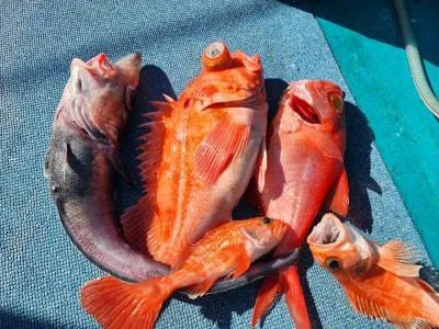 2023年10月21日の釣果・お知らせの写真 3