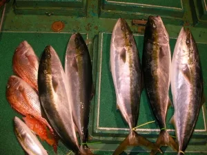 2010年10月12日の釣果・お知らせの写真 4