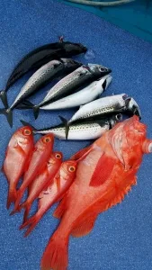 2017年5月24日の釣果・お知らせの写真 2