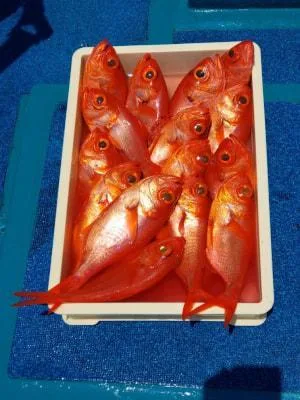 2019年8月5日の釣果・お知らせの写真 2