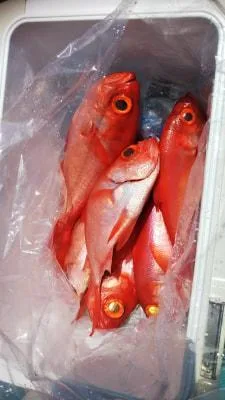 2018年5月1日の釣果・お知らせの写真 2